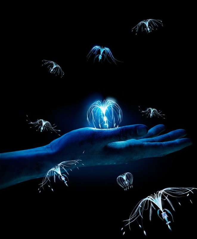 Аватар Пандора семена Эйвы