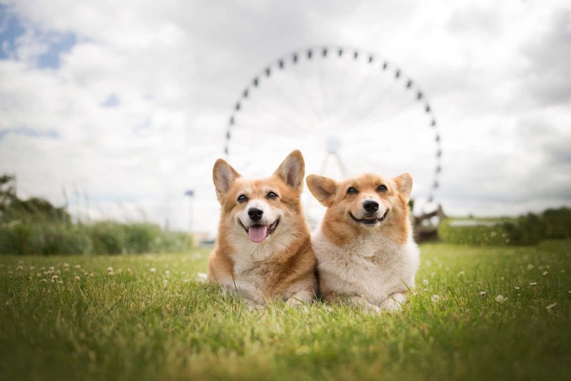 Вельш корги пемброк обои