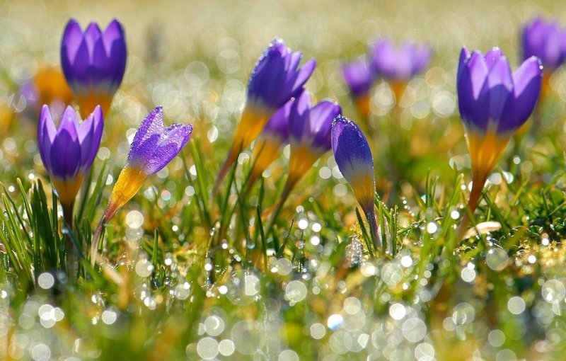 Весенние цветы картинки