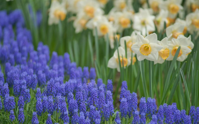 Мускари и крокусы