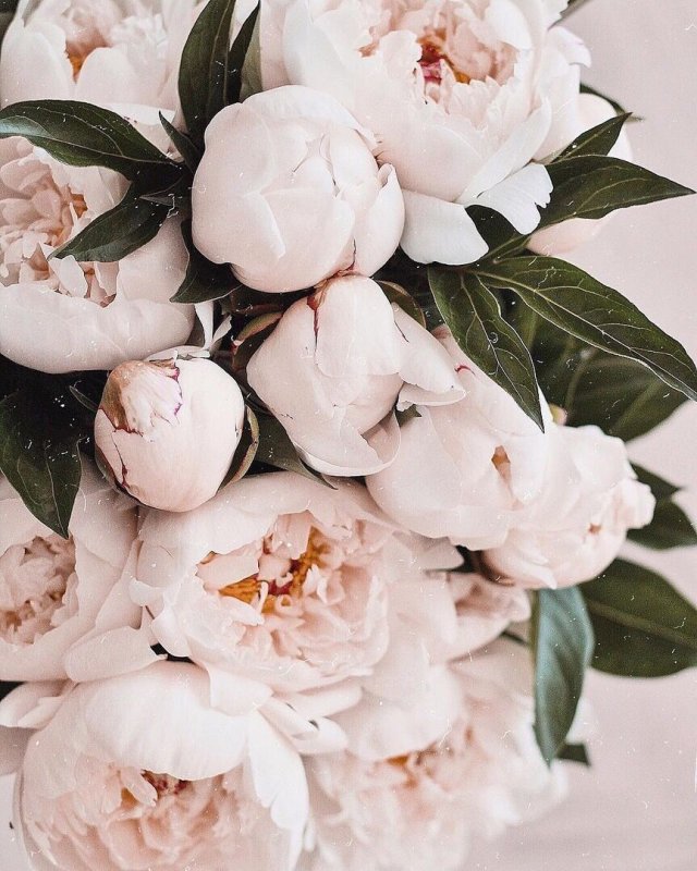 Пионы бутоновидные