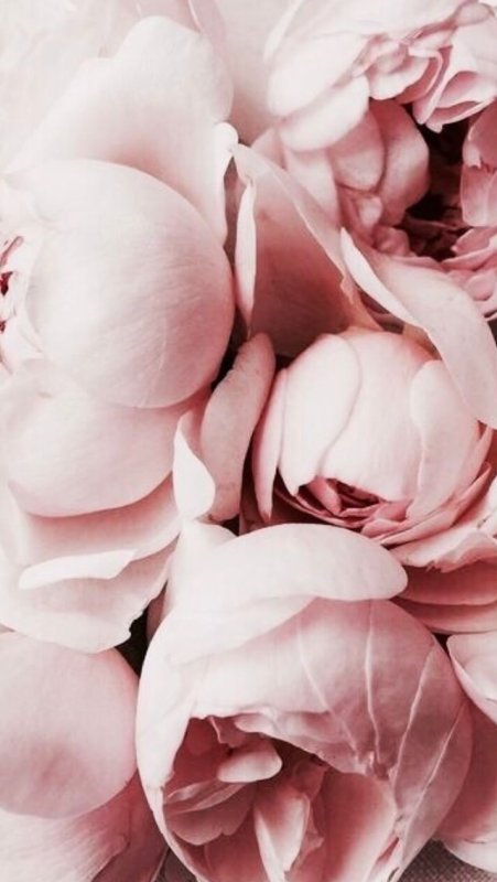 Нежные пионы