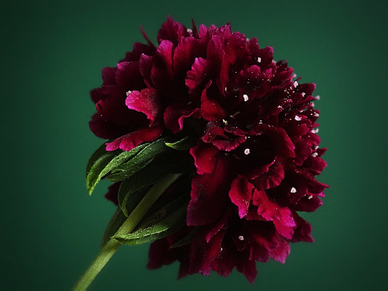 Пион Кристмас вельвет