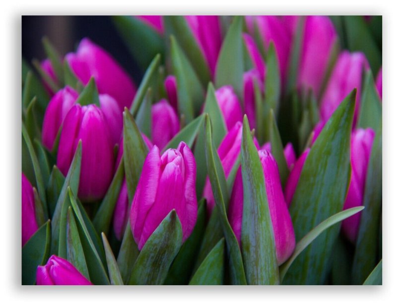 Тюльпан киша