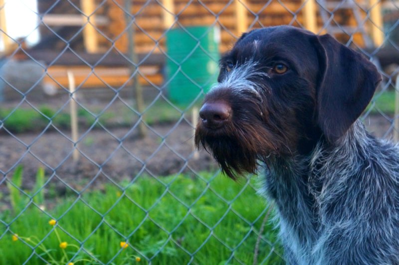 Дратхаар длинношерстный