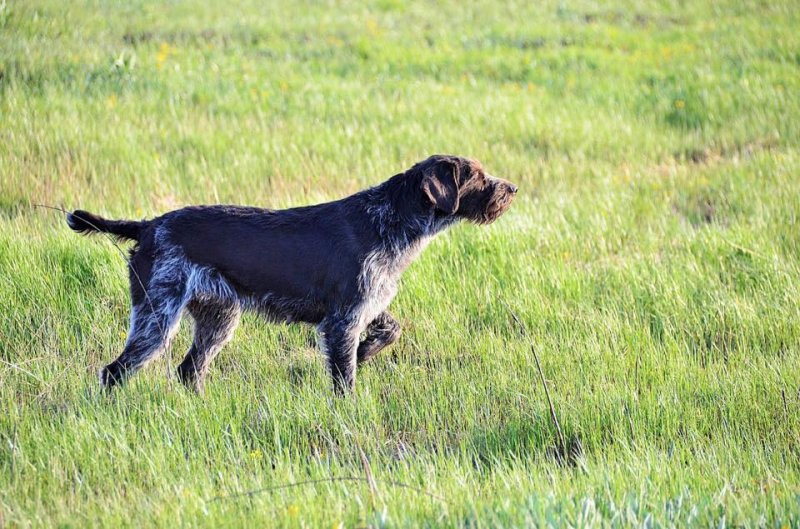 Дратхаар длинношерстный