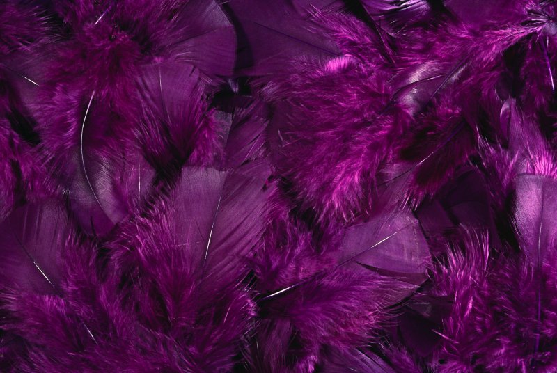 Бордовые цветы