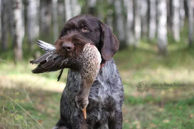 Дратхаар чемпион