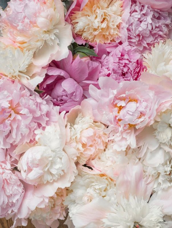 Пионы пудровые 4к