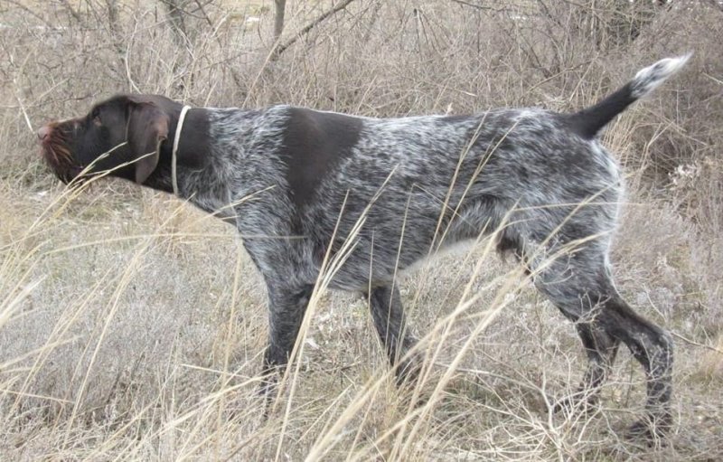 Белый дратхаар