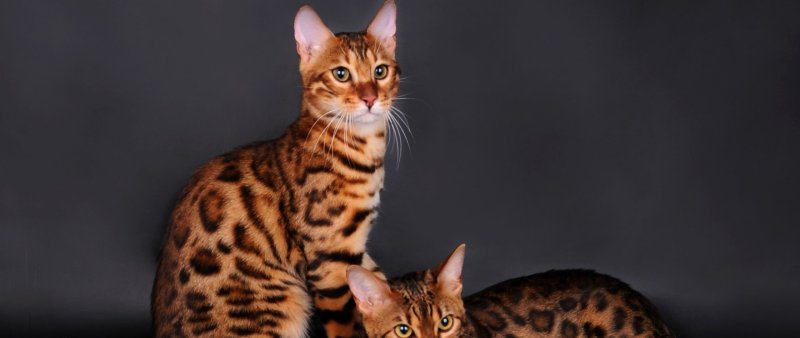 Бенгальская леопардовая кошка