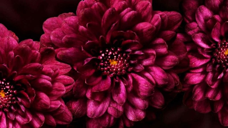 Хризантема фуксия