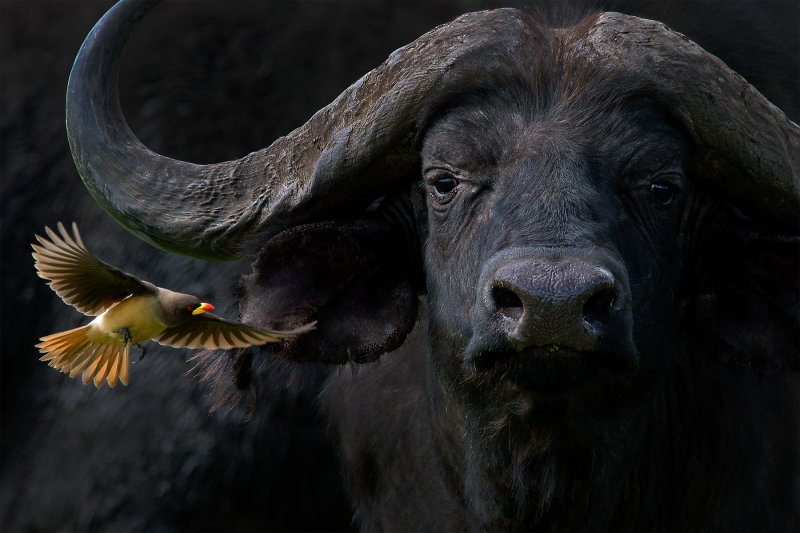 Буйвол кавказский