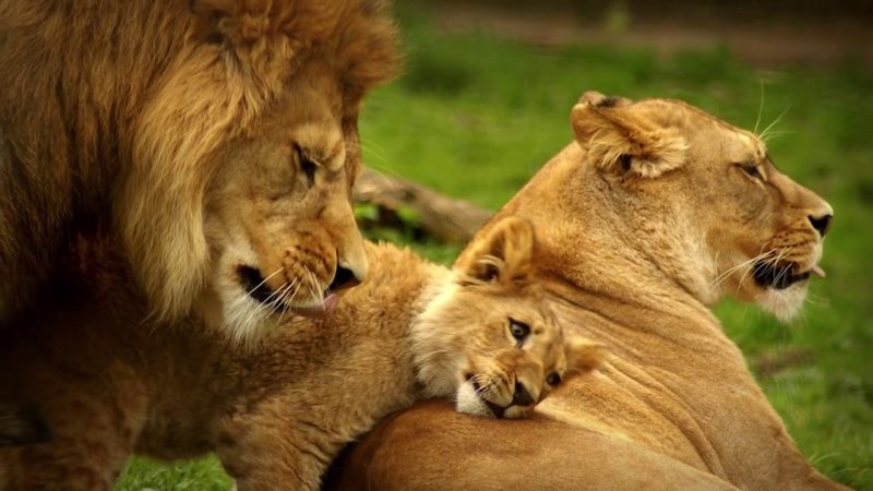 Львиная семья