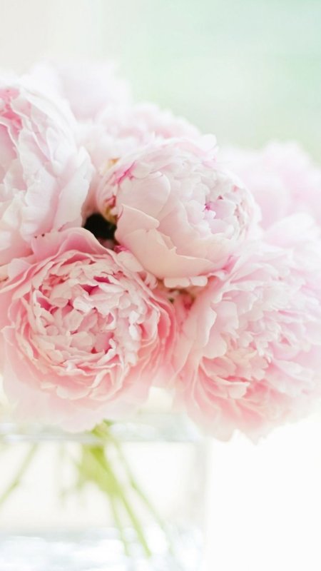 Пудровые пионы