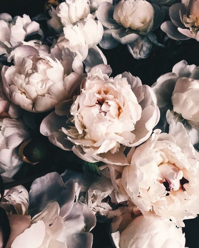 Эстетичные пионы