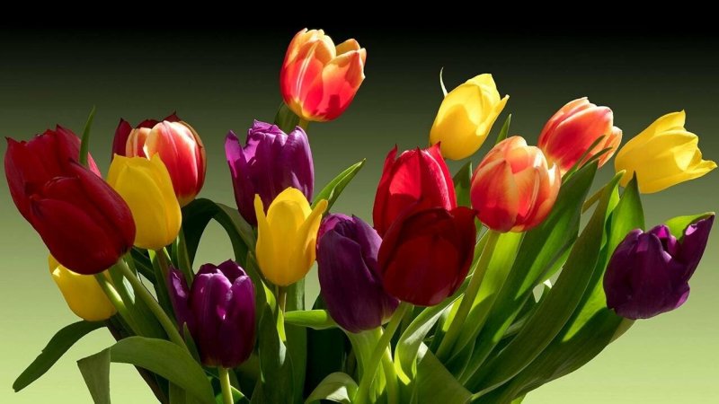 Букет разноцветных тюльпанов