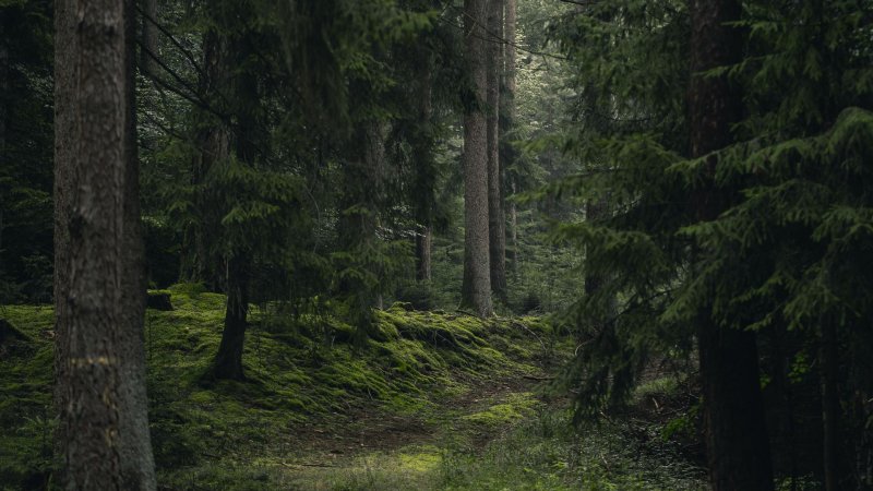 Шуршит в лесу