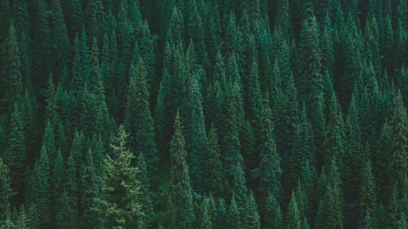 Хвойный лес