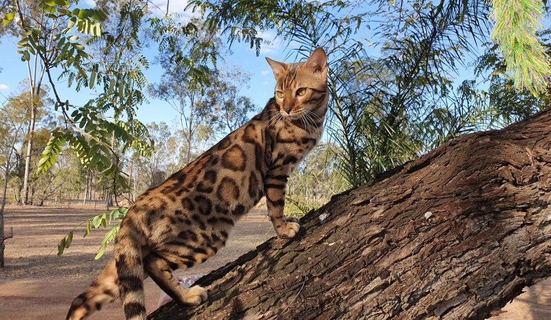 Бенгальская кошка мраморная