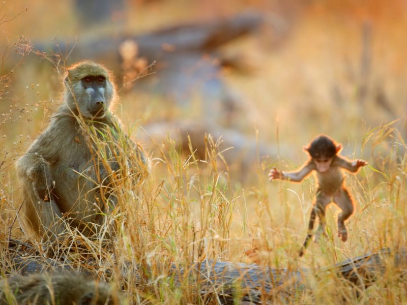 Дженерал географик