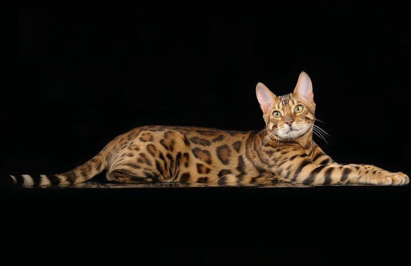 Черный бенгал