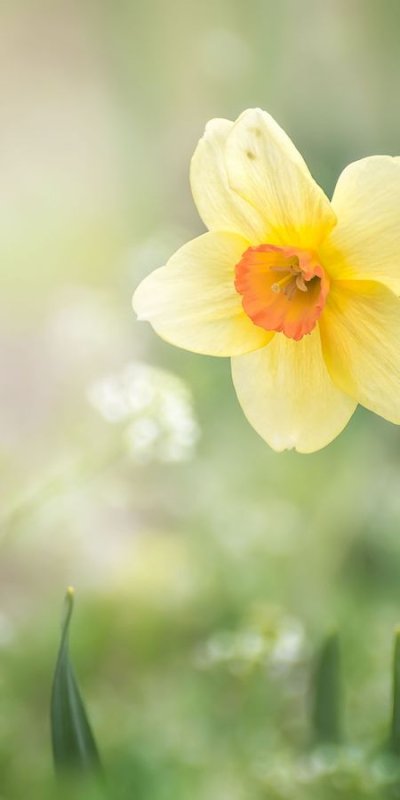 Нарцисс цветок желтый