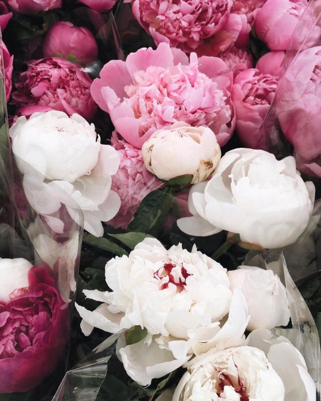 Гисслер пионы