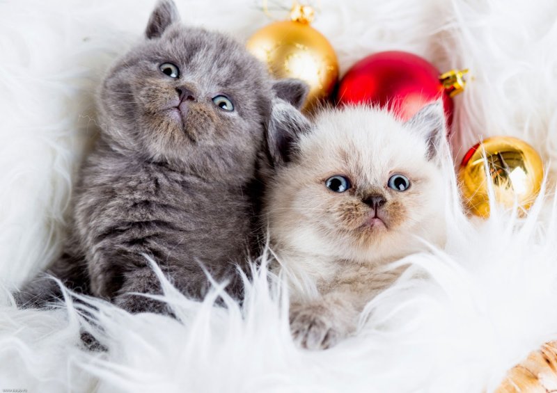 Красивые кошечки