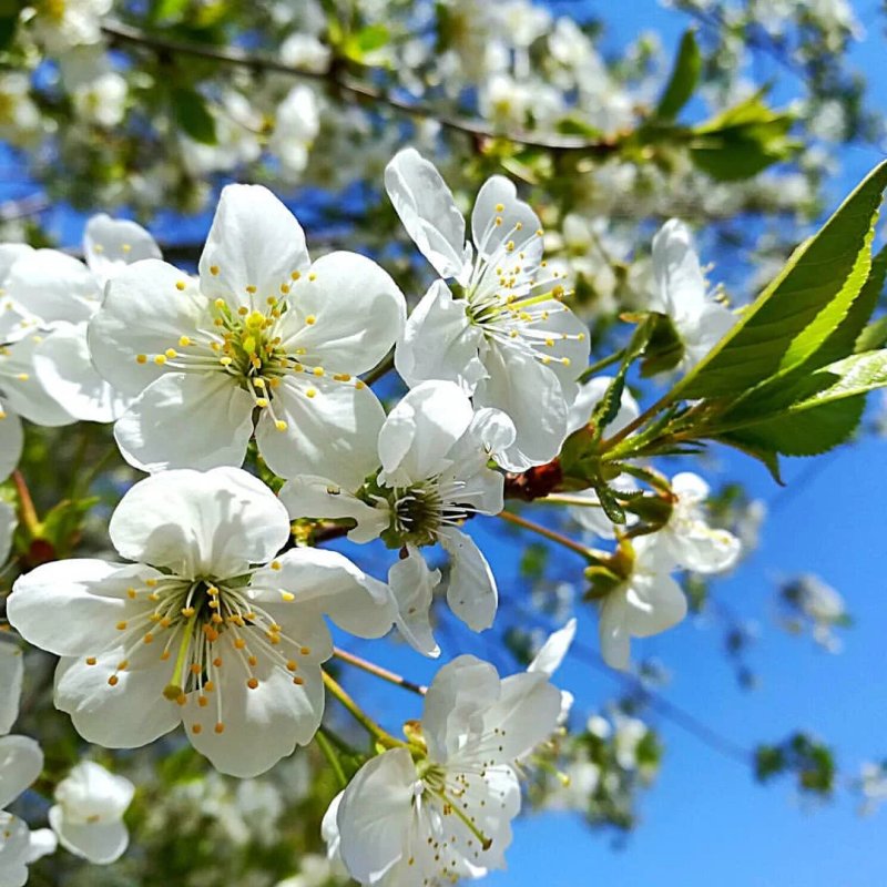 Весенние цветы