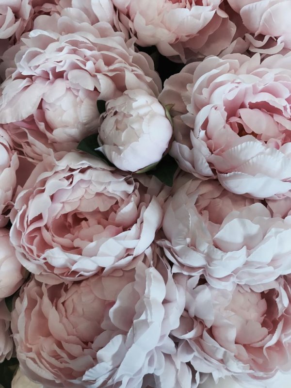 Пионовидная роза Пиони Пинк