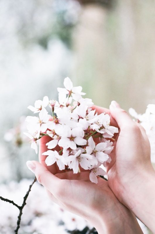 Нежный цветок