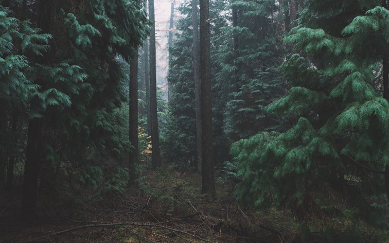 Лес Эстетика