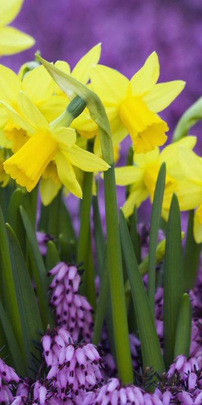 Весенние цветы нарциссы
