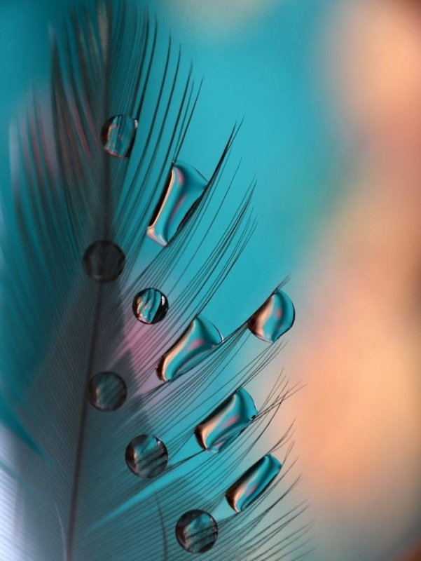 Перо абстракция