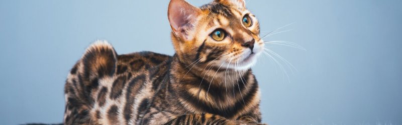 Бенгал Барс Бенгальская кошка