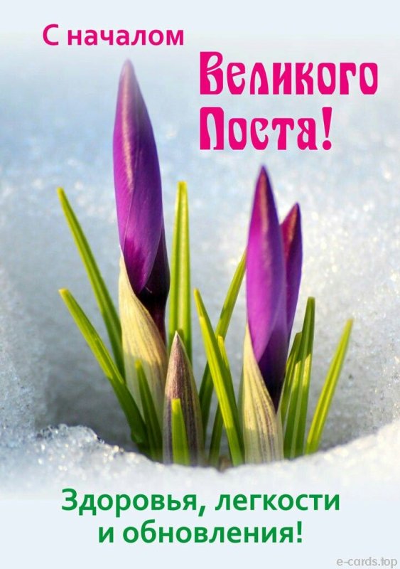 Тюльпаны из под снега