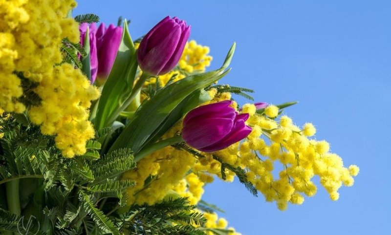 Мимоза букет 8 марта