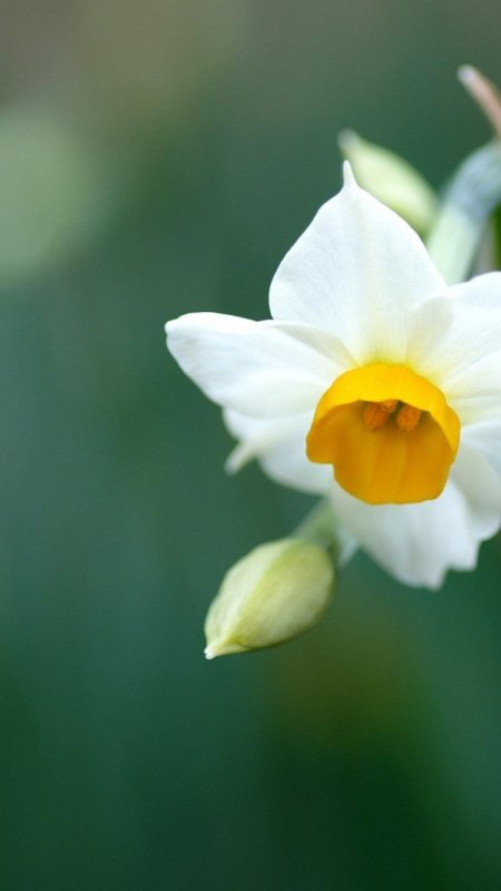 Нарцисс Веддинг Беллс