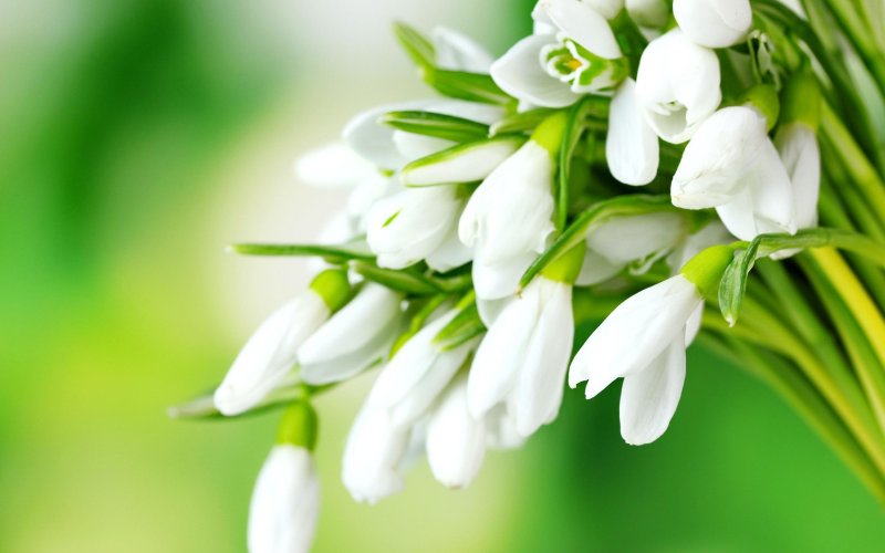 Первоцветы - подснежники, Ландыши?