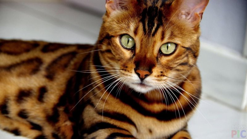 Бельгийский тойгер