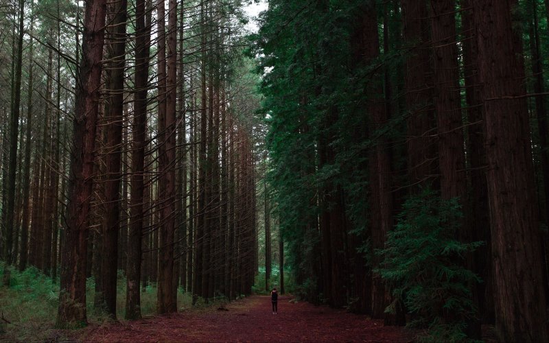 Темный еловый лес