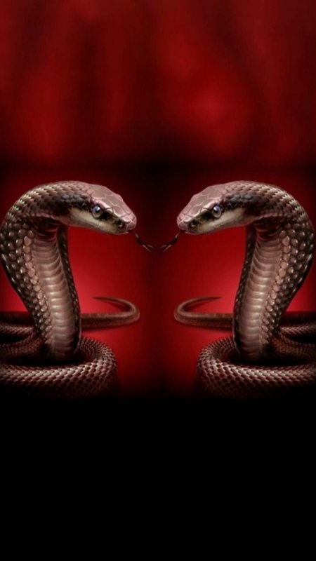 Змея Кобра Королевская