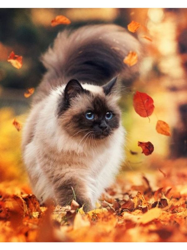 Осенний котик