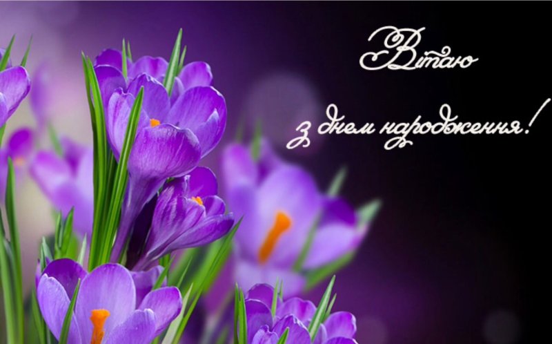 Крокусы сиреневые