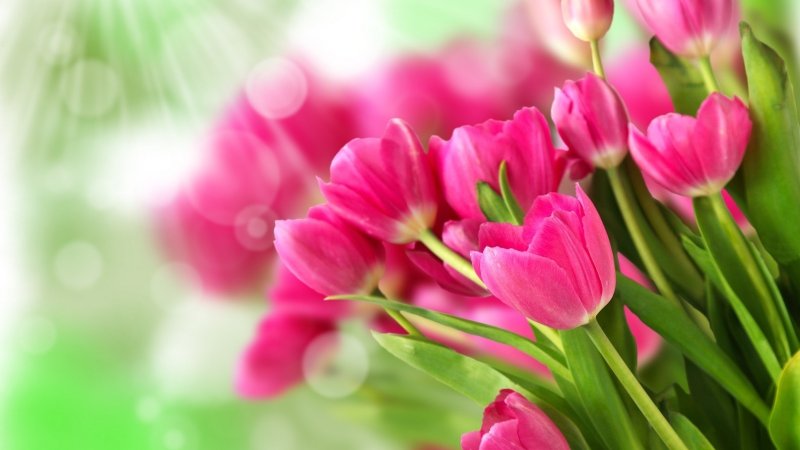 Тюльпаны открытка