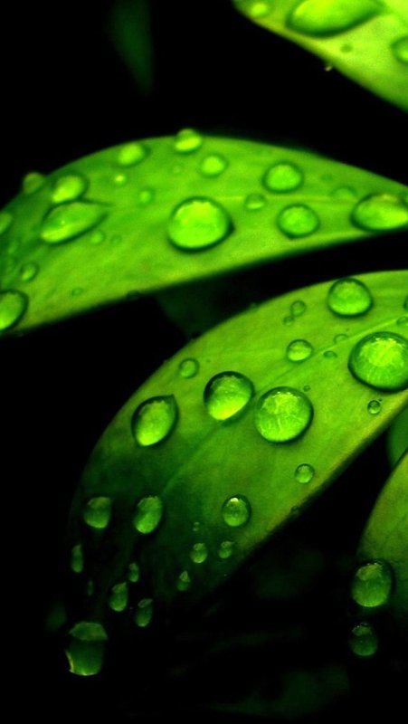 Зеленые обои