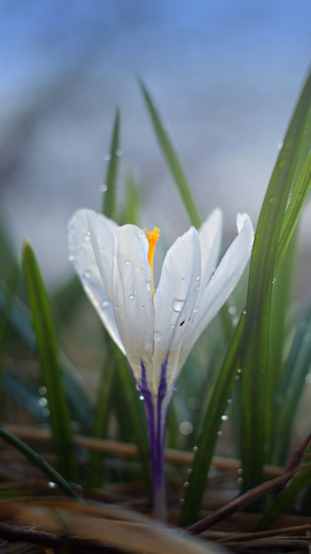 Крокусы Шафран белые