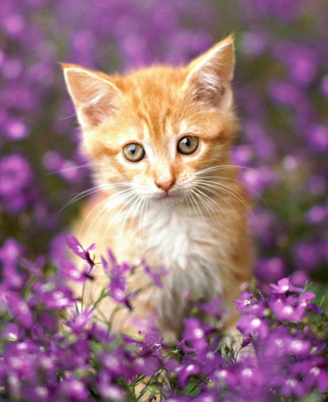 Красивые котята