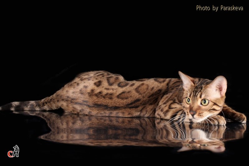 Бенгальские котята